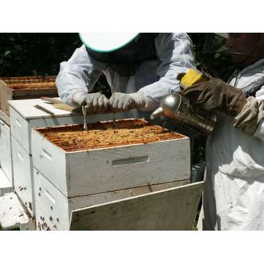 PINCE CADRE APICULTURE AVEC LEVIER - AGRI DEV